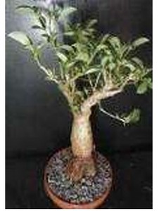 Best Selling Product Home Decor Artificial Plant Luxury Modern Unique Baobab Tree Seed - Product Image 1