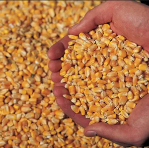 อาหารสัตว์ข้าวโพดเหลืองออร์แกนิกโปรตีนสูง FarmPro สำหรับโค คุณภาพพรีเมียม ความชื้น 12% อายุการเก็บรักษา 12 เดือน ขายส่ง - Product Image 1