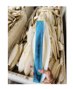 Séchés en vrac, corps de seiche 20 cm, faible teneur en sel - Product Image 1