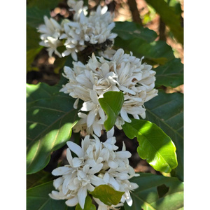 Café Robusta Arabica & Liberica de qualité supérieure au goût moelleux 250g torréfié au Vietnam marque Kafei Kafei - Product Image 4