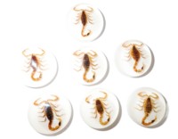 Scorpion doré moderne, véritable spécimen, cabochon en plastique rond 25x25 mm, fond plat blanc pour l'artisanat et la fabrication de bijoux