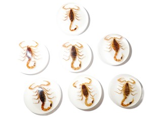 Cabujón Redondo de Plástico con Espécimen Real de Escorpión Dorado Moderno, 25x25 mm, Base Plana Blanca para Manualidades y Joyería - Product Image 5