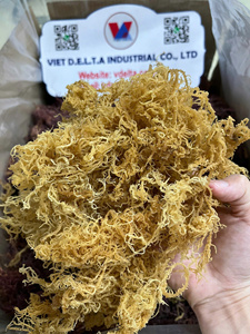 สาหร่ายทะเลแห้งเกรดพรีเมียม (Eucheuma Cottonii) จากเวียดนาม – จำหน่ายแบบขายส่ง - Product Image 2