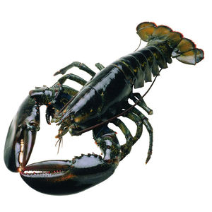 Langostas vivas de origen sostenible para el comercio internacional de mariscos y suministro al por mayor. - Product Image 4