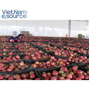 Super pas cher 100% pur fruit de la passion-naturel tropical frais aigre doux goût délicieux usage quotidien usine vietnamienne - Product Image 6