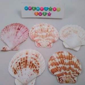 Conchas de vieira naturales en varios colores de Vietnam para manualidades - Product Image 3