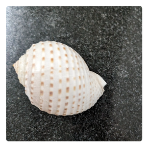 เปลือกหอยทะเลหลากหลายชนิดสำหรับงานฝีมือและการตกแต่ง - Product Image 4