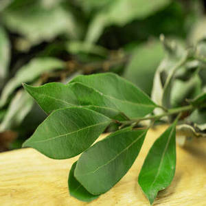 Hoja de Laurel Seca India (Marca FitTree International) para Exportación al por Mayor, Ingredientes Alimenticios a Granel, Especias con 24 Meses de Vida Útil - Product Image 1