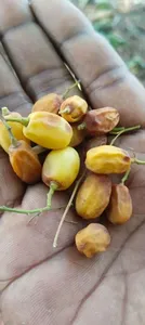 Graines de Neem de qualité alimentaire naturelle pour usage industriel dans les compléments alimentaires et la production d'huile - Product Image 6