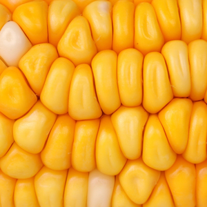 Proveedor de Granos Confiable que Ofrece Maíz Amarillo Seco para Mercados de Importación con Granos Clasificados, Empaque Limpio y Soporte Técnico - Product Image 1