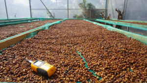 GREEN ARABICA YELLOW BOURBON GRADES DE CAFÉ MIEL SPÉCIALITÉ DU VIETNAM - Product Image 6