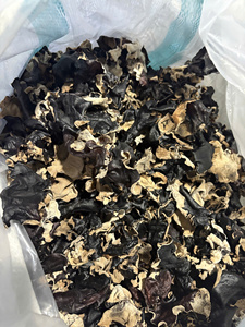 เห็ดหูหนูแห้งธรรมชาติ ขายส่งจำนวนมาก เกรดพรีเมียม สำหรับบริโภค - Product Image 2