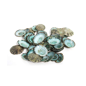 Concha de Limpet Verde Natural Ecológica para Acuarios, Manualidades, Joyería y Decoración del Hogar con Temática Costera - Product Image 1