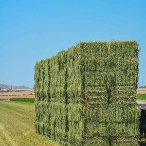 Heno de Alfalfa de Primera Calidad, Harina de Soja y Maíz para Nutrición Animal, Fibra Natural y Proteína, 12 Meses de Vida Útil, Alimento Diario - Product Image 1