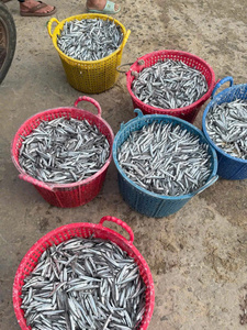 Anchois séchés, poisson séché, anchois déshydratés, vente en gros, exportateur de produits de la mer, sal - Product Image 6
