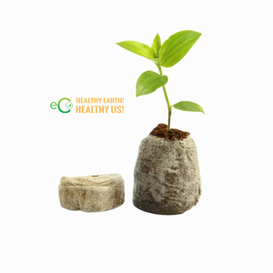 Pastilles de tourbe de coco compressée – Prêts à l'emploi pour la germination rapide et efficace des semis Eco2go Vietnam - Product Image 4
