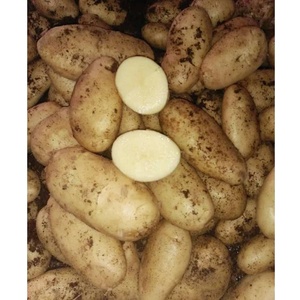 Semillas de Patata Holandesa al por Mayor, Frescas, Amarillas E7D54TZ RF34TZ, 25 kg, Redondas, de Tanzania - Product Image 2