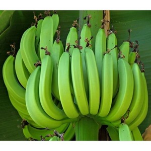 Plátanos Cavendish Verdes Frescos de Granja, Plátanos Naturales Sin Madurar para Cocinar, Hervir y Satisfacer las Necesidades Nutricionales Diarias - Product Image 1