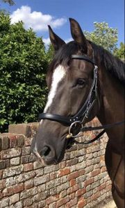 Adjustable Leather Horse Bridle | Genuine Leather Equestrian Tack | Wholesale Factory Made | Durable Riding Gear |Export Quality - Product Image 2