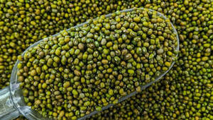 Haricots Verts Indiens Moong Premium, Nouvelle Récolte Fraîche, Légumineuses Entières pour les Acheteurs Mondiaux de Produits Alimentaires - Product Image 2