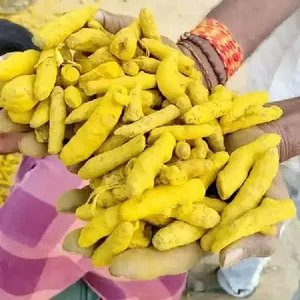 Cúrcuma en Rodajas Enteras Secas de Alta Calidad, Mezcla de Hierbas Naturales para Uso Culinario, Marca EXPORT DESI 12 - Product Image 1