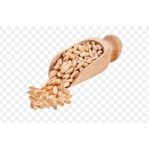 Granos de trigo duro ricos en nutrientes para aplicaciones versátiles, ofrecidos a granel a precios asequibles - Product Image 3