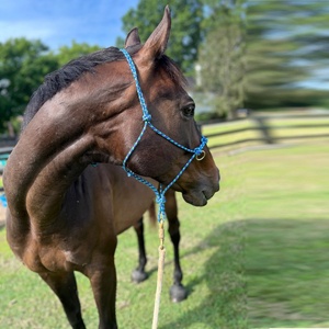 Correa de Cuerda para Caballo con Herrajes, Equipo de Equitación para Rancho, Venta al por Mayor en EE. UU. - Product Image 4