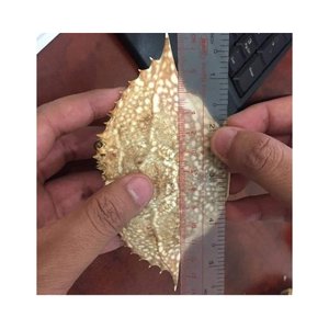 VENTAS DE CÁSCARAS DE CANGREJO DE ALTA CALIDAD, BUENOS PRECIOS DE EXPORTADORES DE VIETNAM EN 2024/Sra. Thi - Product Image 5