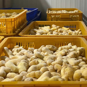 ขิงเวียดนามแช่แข็ง รากสะอาด ปอกเปลือกแล้ว จัดจำหน่ายสำหรับวัตถุดิบทำอาหารและผลิตเครื่องดื่ม - Product Image 1