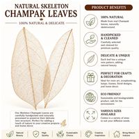 AQUA VRIKSHA Feuilles de Champak Naturelles Premium, Écologiques et Biodégradables pour Artisanat et Décoration | 11-15 cm | Lot de 10