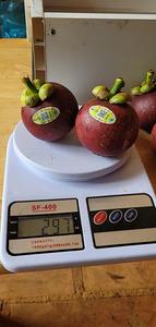 Mangoustan frais | Vente en gros de fruits biologiques 100% du Vietnam | Meilleur prix et haute qualité - Product Image 5