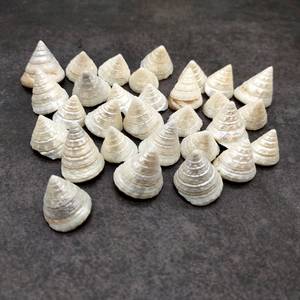 Adornos Raros para Acuarios, Conchas de Trochus Pulimentadas, Conchas Marinas de Caracol Piramidal Comercial de Primera Calidad, a Granel, para Decoración de Paredes de Casas Costeras - Macy - Product Image 2