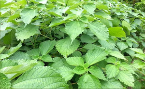 Polvo de Hoja de Ramio de Vietnam para Uso en Pasteles Tradicionales, Proveedor Mayorista de Marca Privada 10 ANGLE - Product Image 6