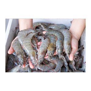 กุ้งแดงราคาส่ง / กุ้งแวนนาไมแช่แข็ง (อาหารทะเล) มีสินค้าจำนวนมากพร้อมขาย - Product Image 4