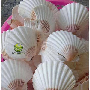 Conchas de Vieira Naturales al por Mayor en Colores Mixtos para Decoraciones de Bodas en la Playa, Elaboración de Recuerdos y Proyectos de Bricolaje - Product Image 1