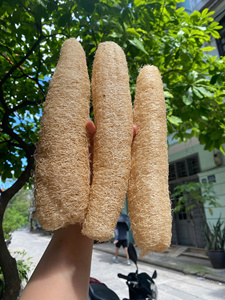 Esponja de Luffa Natural Premium, Ecológica y Biodegradable, para Exfoliación Corporal y Limpieza de Cocina - Product Image 6