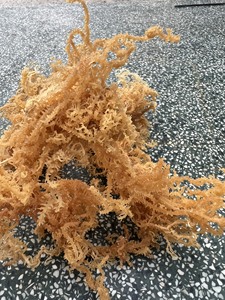 Alga Marina Cottonii Morada Seca de Primera Calidad, Materia Prima de Alta Pureza para la Industria Alimentaria y Cosmética, Suministro a Granel de Algas Marinas Naturales - Product Image 2