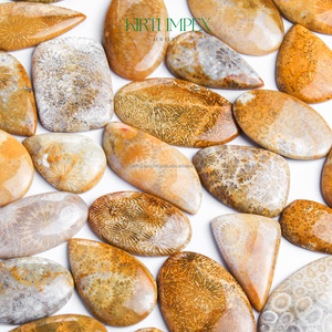 Flat-Back Mix Cut Natural Fossil-Coral Cabochon Lote a granel Venta al por mayor de piedras preciosas sueltas Tendencia Semi-preciosa Orgánica Coral Piedra preciosa - Product Image 5