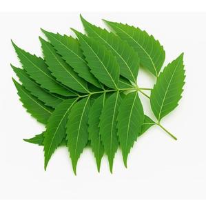 Herbe de Neem Naturelle la Plus Vendue pour Renforcer l'Immunité, Détoxifier et Utilisations Anti-inflammatoires – Disponible au Meilleur Prix - Product Image 1