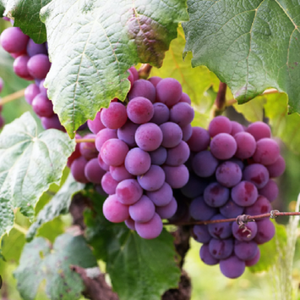 Développement sur mesure de parfums à base de raisin pour les profils de raisin vert, blanc et rouge, avec des accords aromatiques doux, juteux et floraux - Product Image 2