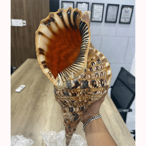 [ขายดี] เปลือกหอยทริทอนธรรมชาติสุดงดงาม - หอยสังข์ขัดเงาแท้ 100% สำหรับงานแต่งงานริมชายหาดและตู้ปลา - Product Image 1
