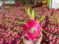 Vers Drakenfruit Uit Vietnam Dat Van Nature Wordt Gekweekt Voor Export, Zoete Smaak, Heldere Huid, Ideaal Voor Detailhandel En Foodservice