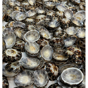 Coquille de Lepisma ronde naturelle faite à la main, véritable coquillage décoratif, fournisseur en gros - Product Image 6