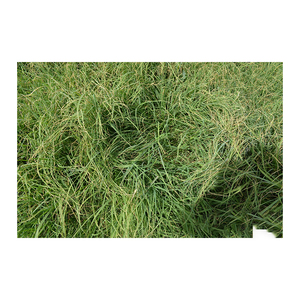 Foin d'herbe de Rhodes à bas prix, qualité supérieure, vente en gros - Product Image 5