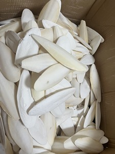 [MEJOR VENTA] |   Hueso de Sepia Crudo, Suplemento de Calcio para Aves y Tortugas de Blue Lotus Vietnam - Product Image 5