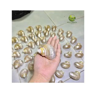 เปลือกหอยปูเสฉวนขนาดใหญ่สีเขียวธรรมชาติสำหรับเปลี่ยนเปลือกหอยปูเสฉวน ขายส่งจากผู้ผลิตในเวียดนาม - Product Image 5