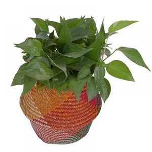 Bungalow Rose Seagrass Decorative <b>Basket</b> Handmade <b>Storage</b> <b>Basket</b> Wholesale eco-friendly Made in Vietnam - Product Image 1