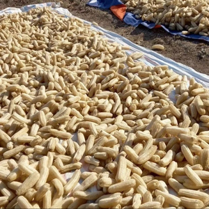 Éponge de loofah naturelle de haute qualité, cultivée biologiquement, 20-30 cm, pour le bain et la cuisine, export en vrac depuis les fermes du Vietnam, bon prix - Product Image 1