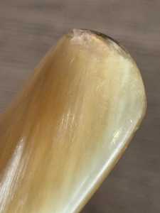 Chausse-pied en véritable buffle poli, à long manche, style animalier, haute qualité, export, étanche, objet de collection, fait main, écologique - Product Image 5