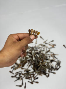 Puntas de Cuerno de Búfalo Natural Marrón Claro Hechas a Mano, Duraderas y de Alta Calidad para Monturas de Gafas Modernas, Componentes para Gafas NHE Overseas - Product Image 1
